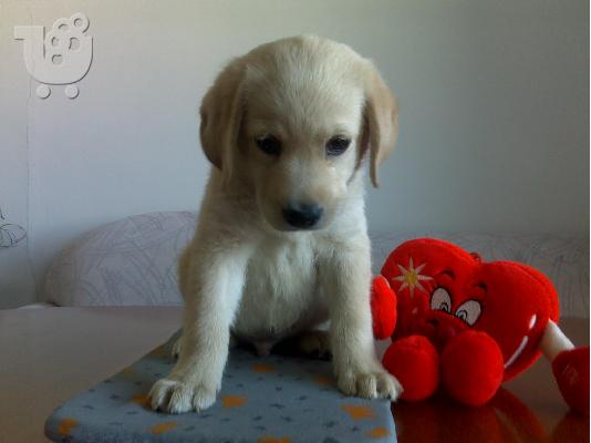 Kαλή τιμή!!!.Πουλάω όμορφα κουτάβια ράτσα LABRADOR RETRIEVER- Λαμπραντορ Ριτριβερ – 250 eu...